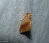 Early button slug moth (<em>Tortricidia testacea</em>), #4652