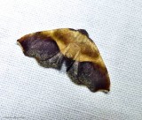 Purple plagodis moth  (<em>Plagodis kuetzingi</em>), #6841