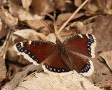 M is for Mourning cloak butterfly