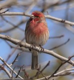 M is for Male House Finch