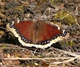 Natural:  Mourning cloak butterfly  (<em>Nymphalis antiopa</em>)