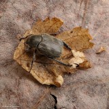Scarab beetle (<em>Hoplia</em>)