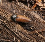 Click beetle (<em>Ampedus</em>)