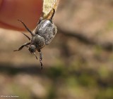 Scarab beetle (<em>Hoplia</em>)