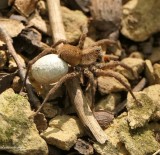 Everyday things: Wolf spider (Lycosidae)