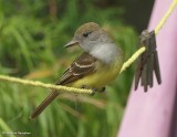 Everyday things: Great Crested Flycatcher