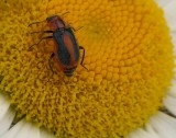 Beetle (<em>Cleroidea</em>)