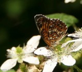 Harriss Checkerspot butterfly (<em>Chlosyne harrisii</em>)