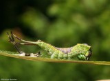 Western furcula moth caterpillar  (<em>Furcula occidentalis</em>), #7939