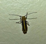 Woodbine borer longhorn beetle (<em>Saperda puncticollis</em>)