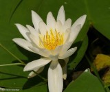 American white waterlily  (<em>Nymphaea odorata</em>)