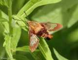 Hummingbird moth (<em>Hemaris thysbe</em>)