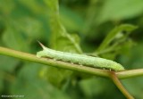 Nessus sphinx moth caterpillar  (<em>Amphion floridensis</em>), #7873