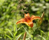 Orange daylily (<em>Hemerocallis fulva</em>)
