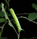 Laurel sphinx moth caterpillar  (<em>Sphinx kalmiae</em>), #7809