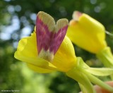 Evening  primrose moth (<em>Schinia florida</em>)
