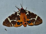 Great tiger moth  (<em>Arctia caja</em>),  #8166