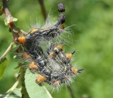 Datana moth caterpillar on willow