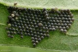 Moth eggs on goldenrod leaf