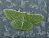 Wavy-lined emerald moth (<em>Synchlora aerata</em>), #7058