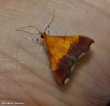 Bicolored pyrausta moth  (<em>Pyrausta bicoloralis</em>),   #5040