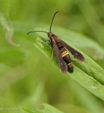 Boneset borer clearwing moth  (<em>Carmenta pyralidiformis</em>), #2608
