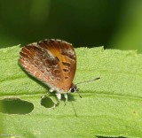Harvester butterfly  (<em>Feniseca tarquinius</em>)