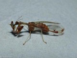 Four-spotted mantidfly (<em>Dicromantispa interrupta</em>)