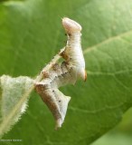 Finned willow prominent moth caterpillar  )<em>Notodonta scitipennis</em>), #7926