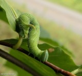 Walnut sphinx moth caterpillar  (<em>Amorpha juglandis</em>, #7827