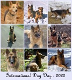 International Dog Day - 2022