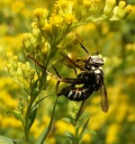 Wasp mimic hover fly (<em>Spilomyia fusca</em>)