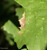 Morning glory prominent moth caterpillar  (<em>Schizura ipomaeae</em>), #8005