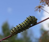 Black swallowtail butterfly caterpillar (<em>Papilio polyxenes</em>)