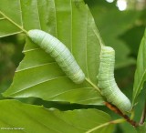 White-dotted prominent moth caterpillars  (<em>Nadata gibbosa</em>), #7915