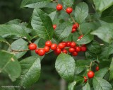 Winterberry  (<em>Ilex verticillata</em>)