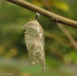 Empty Monarch chrysalis