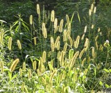 Foxtail grass (<em>Setaria</em>)