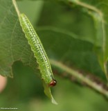 Sawfly larva (<em>Arge</em>)