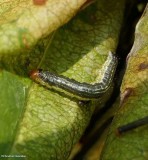 Cherry scallop shell moth caterpillar (<em>Rheumaptera prunivorata</em>), #7292  
