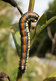 Brown-hooded owlet moth caterpillar