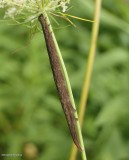 Erebidae moth caterpillar (Tribe Euclidiini)