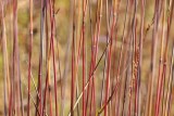 Indian Grass (<em>Sorghastrum nutans</em>)
