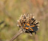 False milkweed bug  (<em>Lygaeus turcicus</em>)