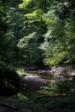 Sunlit Creek, Shadowed Forest