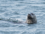 Harbor Seal - Gewone Zeehond