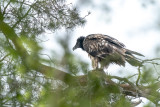 lammergier - bearded vulture