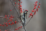 Yellow-bellied Sapsucker