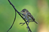 Rose-breasted Grosbeak   (female)