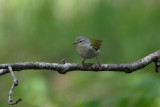 Tennessee Warbler